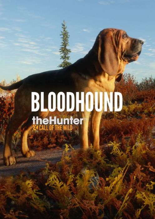 theHunter Call of the Wild Bloodhound